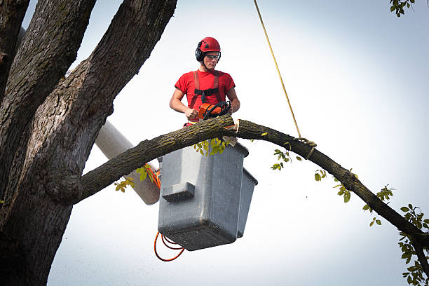 How Our Tree Care Process Works  in  Winchester, IL