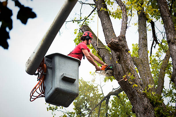 Winchester, IL Tree Removal Company